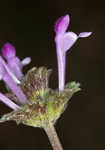 Henbit